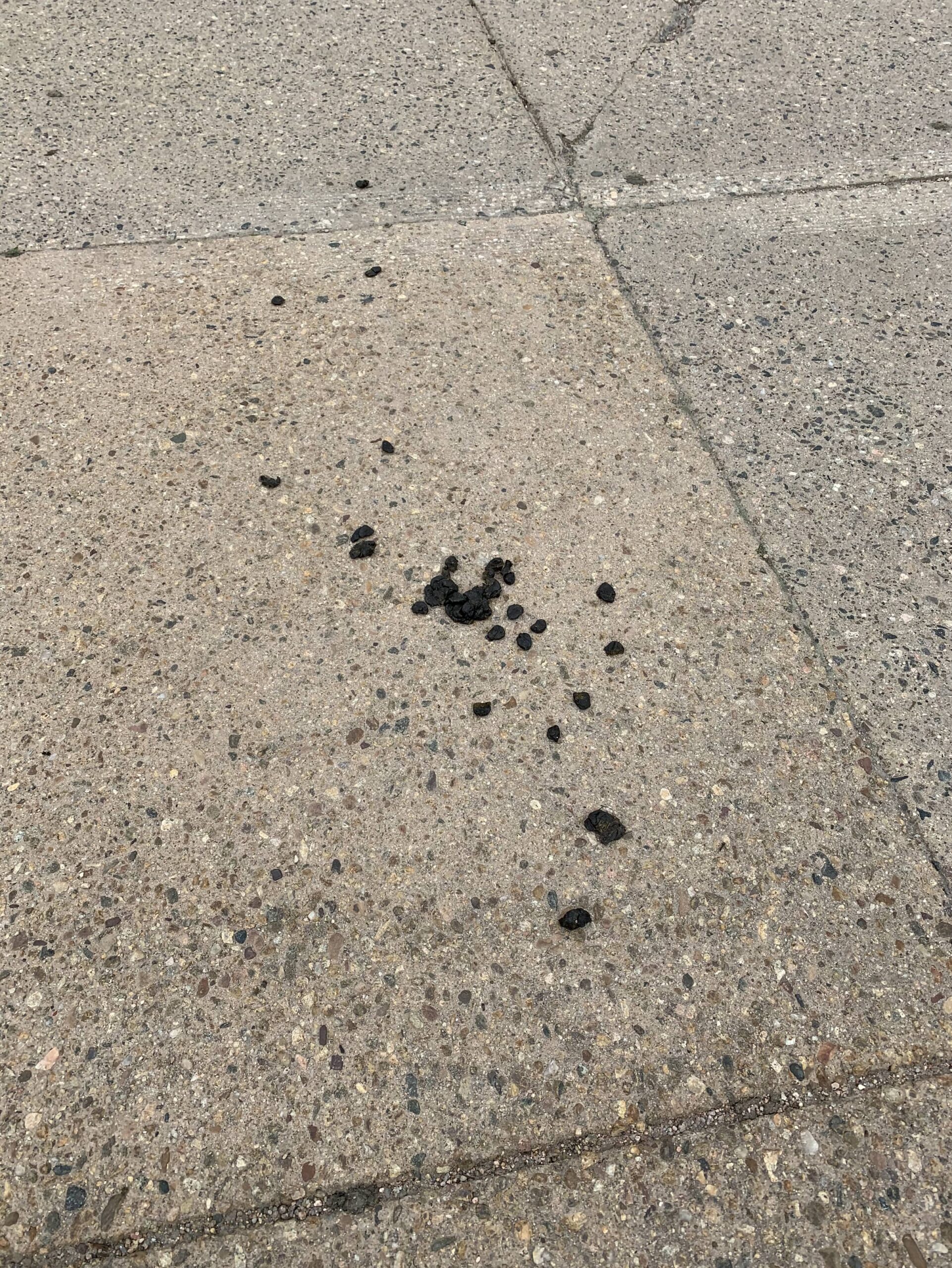 Nobody picks up after the elk on the sidewalks of Estes Park?